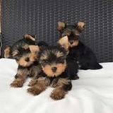 Cachorros Yorkie machos y hembras Para adopción