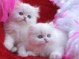 )Regalo Adorable Gatitos Persa